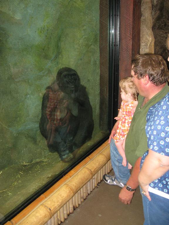 Gorilla Exhibit
