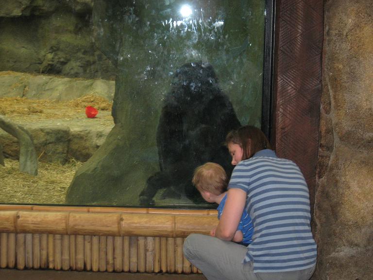 Gorilla Exhibit