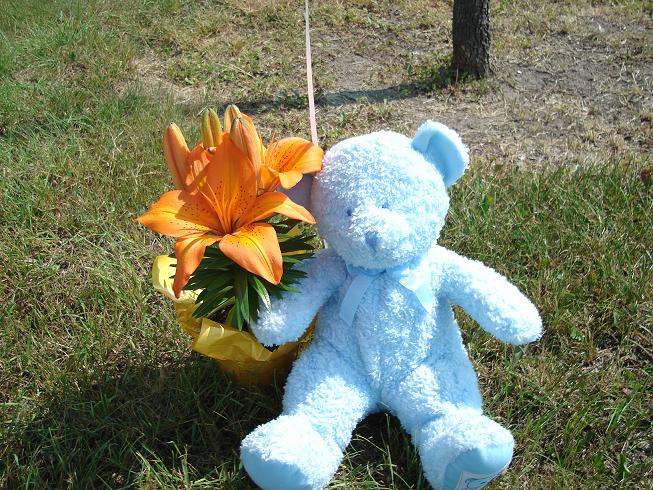 Ashers bear and lily