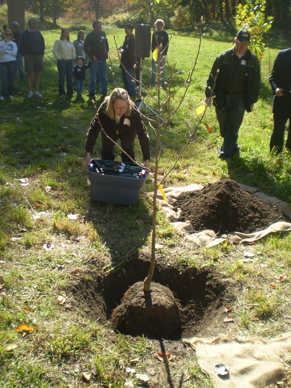 The planting site